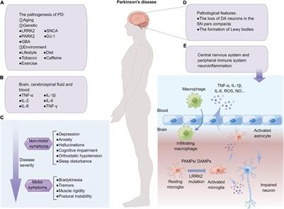 The Double-Faceted Role of Leucine-Rich Repeat Kinase 2 in the Immunopathogenesis of Parkinson’s Disease